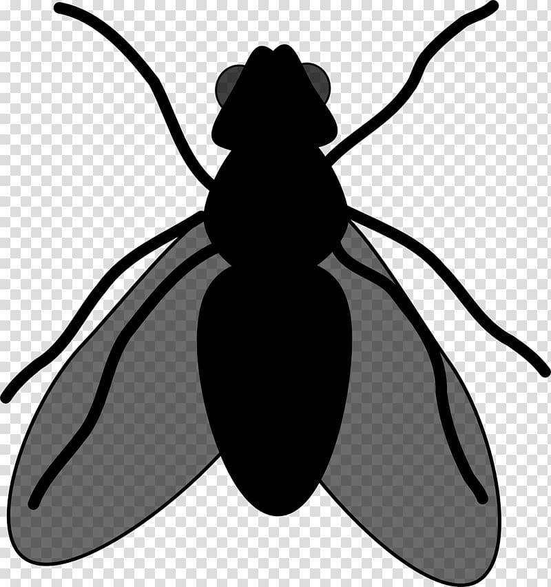 Leaf Fly, Beetle, Character, Cartoon, Silhouette, Pollinator, Insect, Pest transparent background PNG clipart