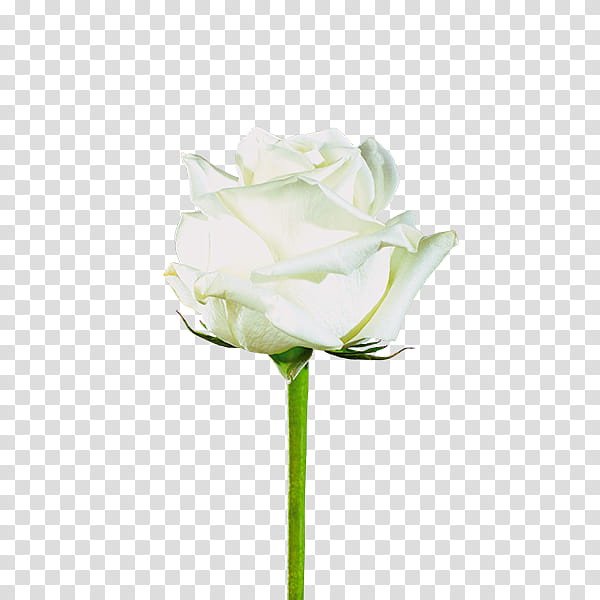White Roses, Garden Roses, Cabbage Rose, Flower, Plant Stem, Flores De Corte, Cut Flowers, Bud transparent background PNG clipart