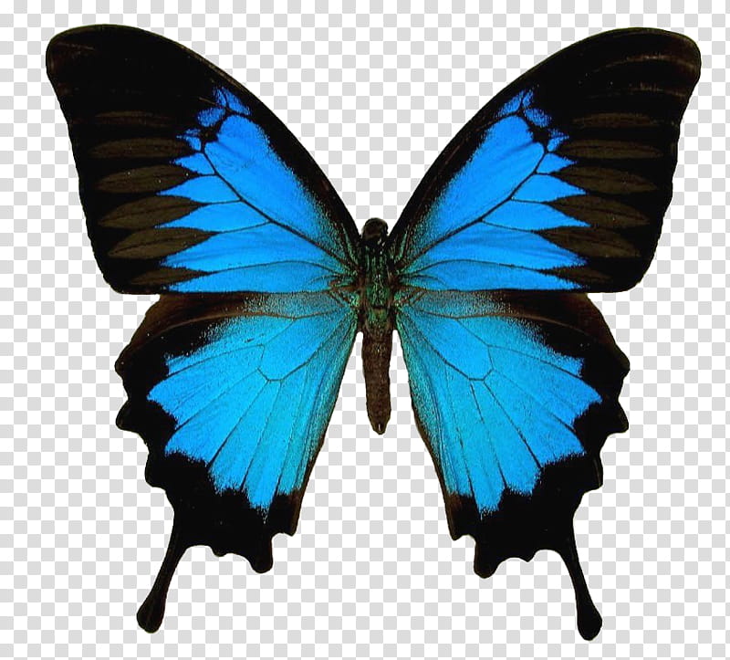 Butterfly s, blue and black butterfly with its wings opened transparent background PNG clipart