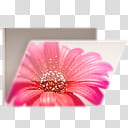 Glossy Garden Folders, pink flower transparent background PNG clipart