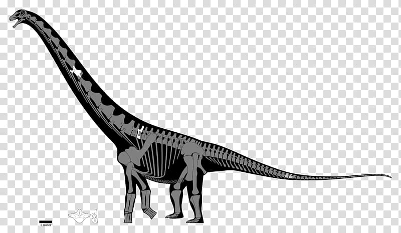 Velociraptor, Notocolossus, Puertasaurus, Patagotitan, Skeleton, Human Skeleton, Futalognkosaurus, Titanosaur transparent background PNG clipart