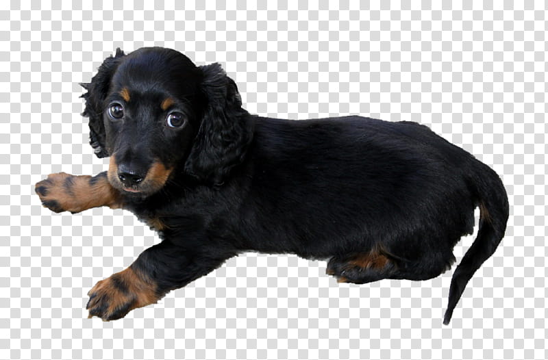 Long haired dachshund puppy transparent background PNG clipart