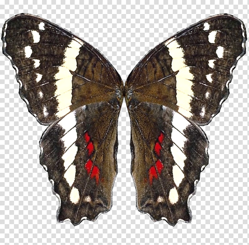 butterfly wings, brown and white butterfly transparent background PNG clipart