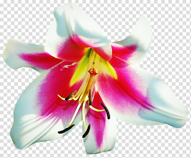 White and Pink Lily transparent background PNG clipart