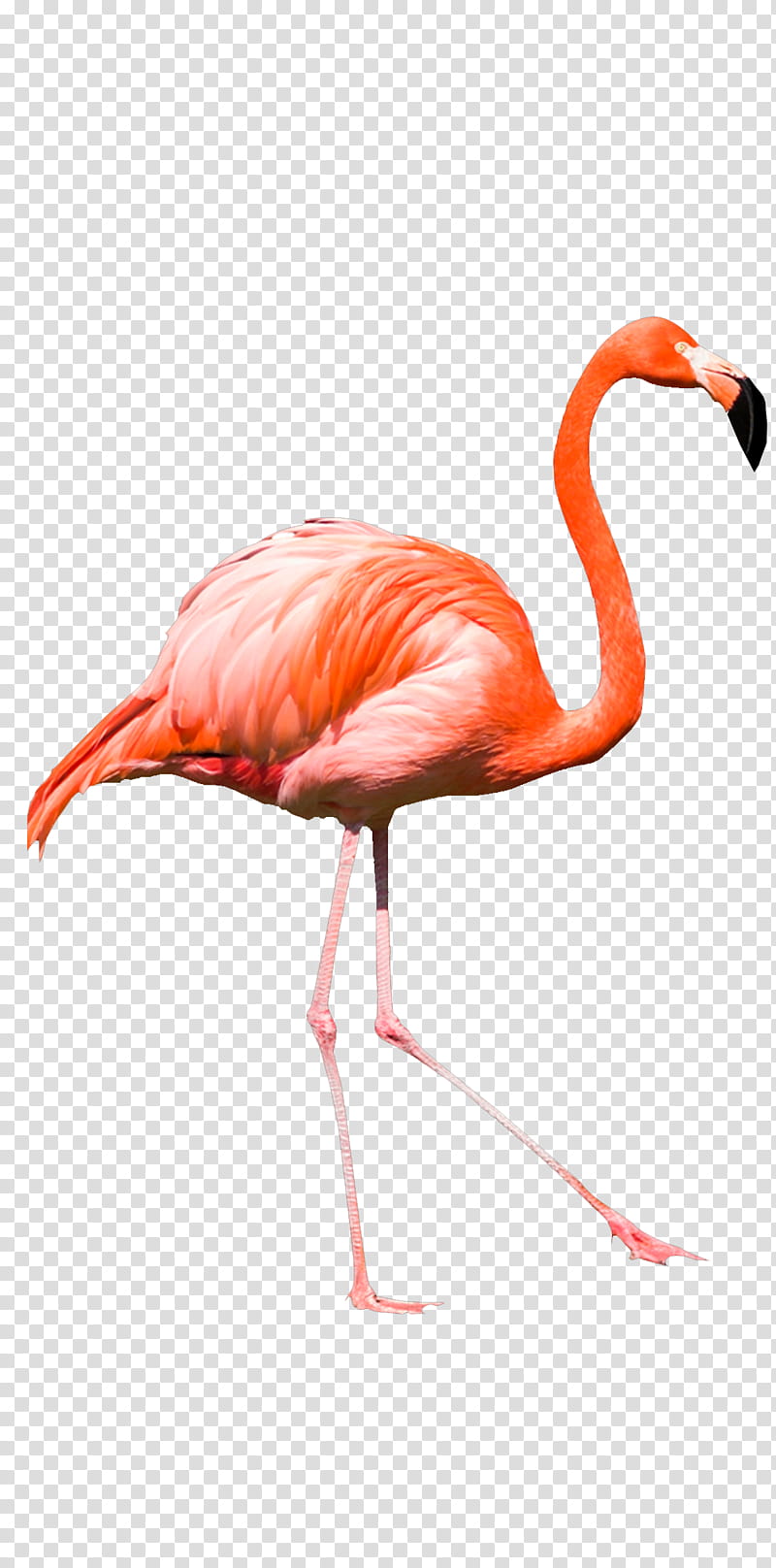 Flamingo Watercolor, Watercolor Painting, Greater Flamingo, Art Museum, Cartoon, Bird, Water Bird, Beak transparent background PNG clipart