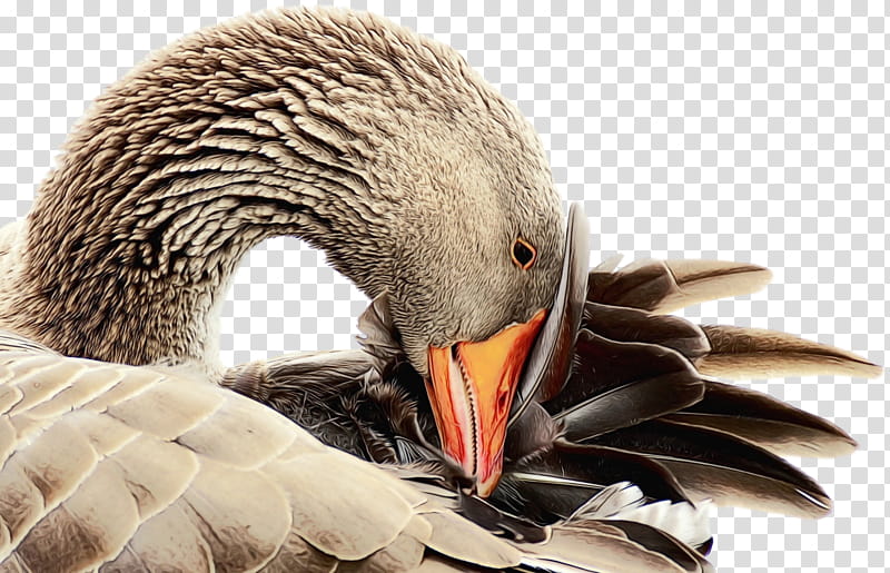Duck, Goose, Mallard, Bird, Canada Goose, Greylag Goose, Water Bird, Domestic Goose transparent background PNG clipart