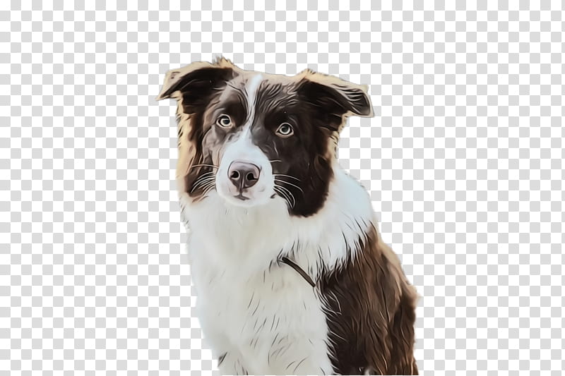 Border collie, Watercolor, Paint, Wet Ink, Dog, Dog Breed, Australian Collie, Companion Dog transparent background PNG clipart