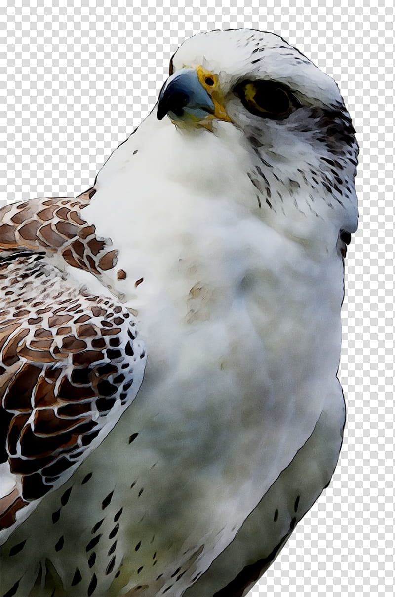 Owl, Hawk, Common Buzzard, Beak, Feather, Bird, Bird Of Prey, Peregrine Falcon transparent background PNG clipart