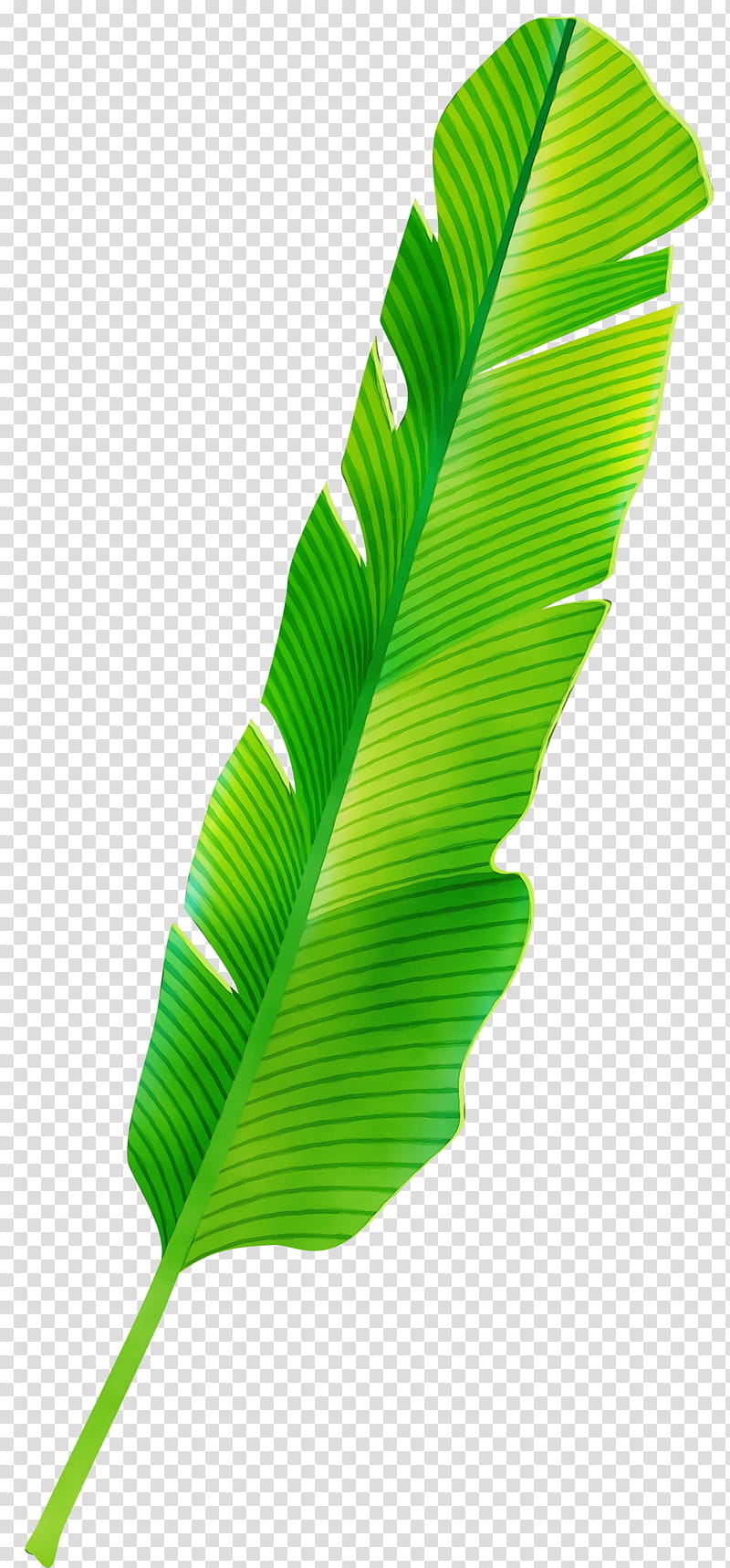 Banana Leaf, Watercolor, Paint, Wet Ink, Palm Trees, Tropics, Palmleaf Manuscript, Green transparent background PNG clipart