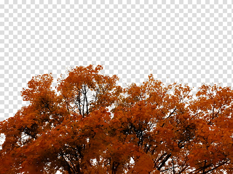 Autumn Tree Cutout , orange leafed tree transparent background PNG clipart