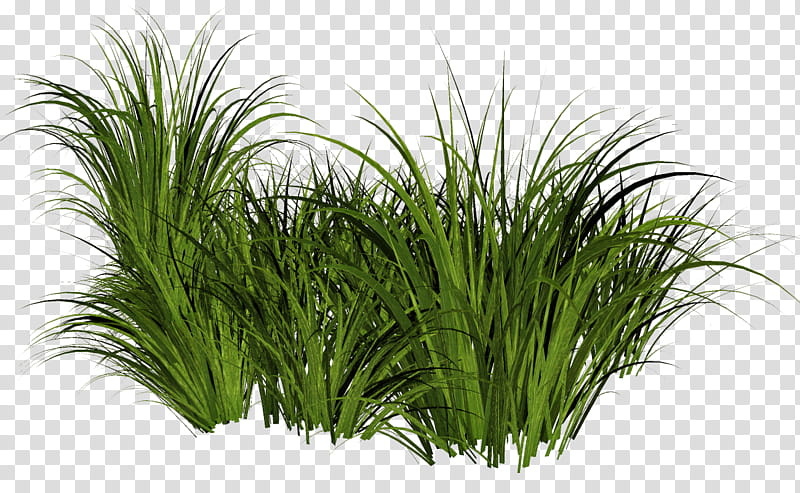 Family Tree Design, Ornamental Grass, Drawing, Mexican Feathergrass, Bamboo, Grasses, Plant, Grass Family transparent background PNG clipart