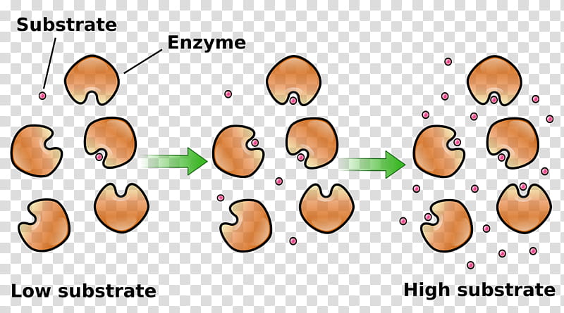 Substrate Text, Concentration, Enzyme, Enzyme Kinetics, Enzyme Substrate, Chemical Kinetics, Catalysis, Enzyme Catalysis transparent background PNG clipart