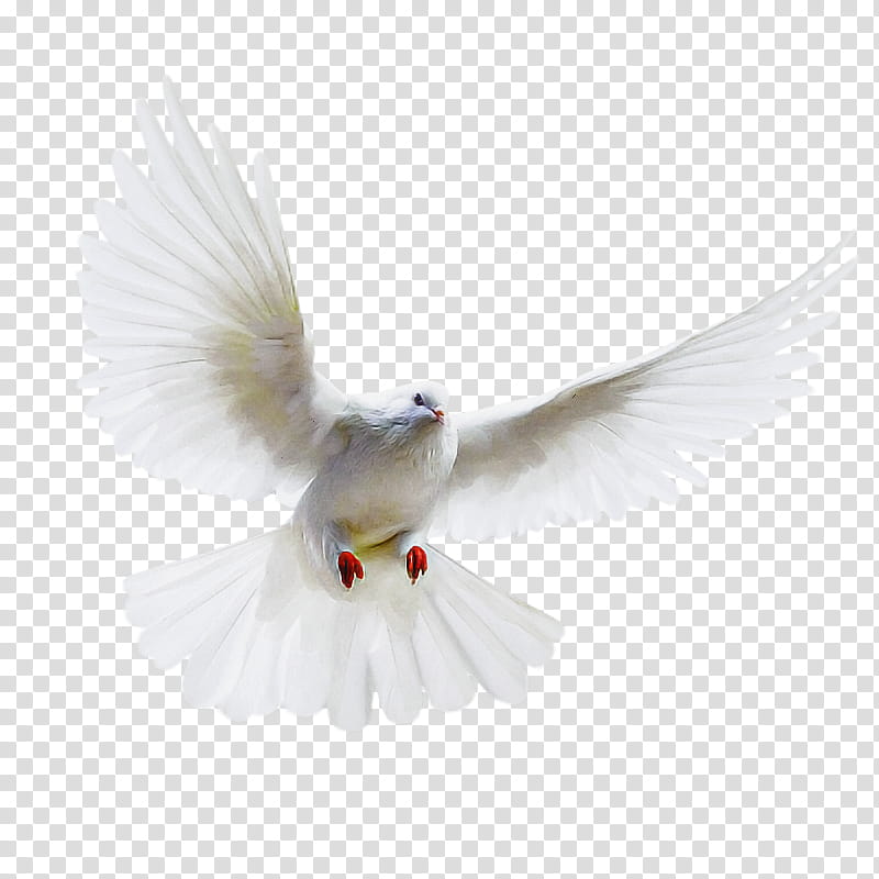 Feather, White, Bird, Wing, Pigeons And Doves, Beak, Rock Dove, Arctic Tern transparent background PNG clipart