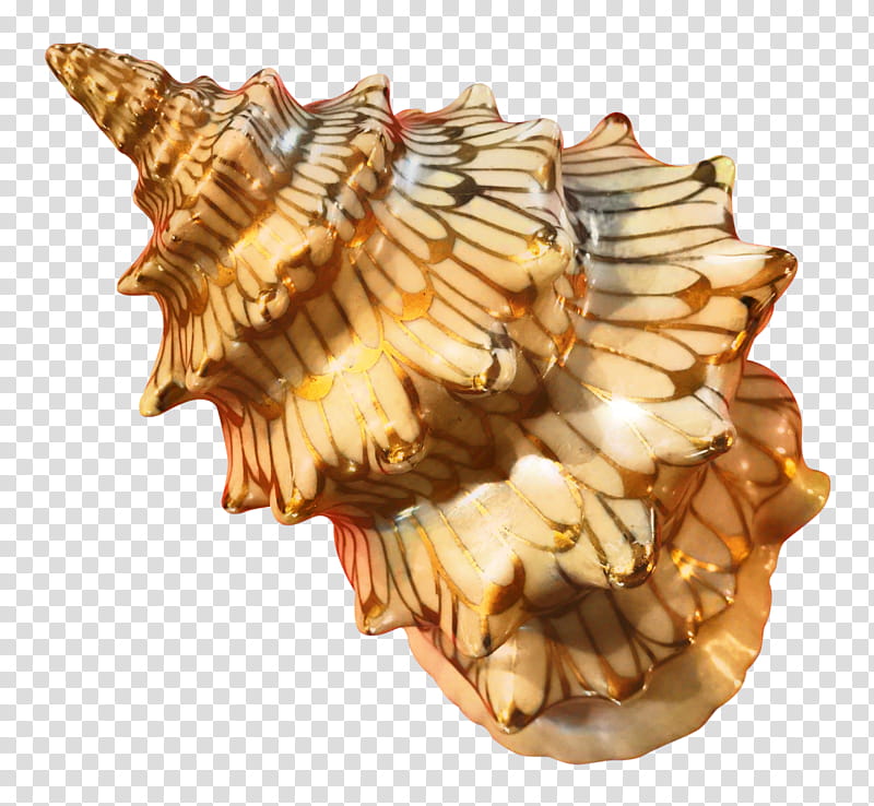 Snail, Cockle, Conch, Conchology, Seashell, Sea Snail, Shankha transparent background PNG clipart