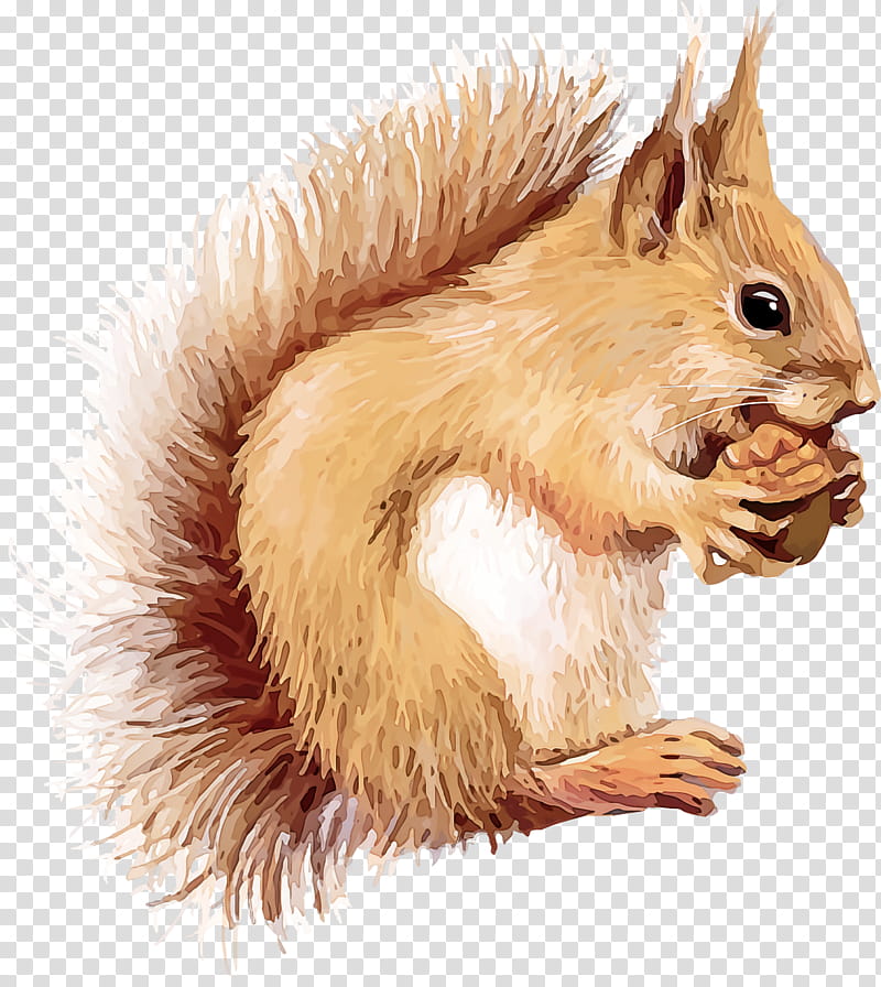 squirrel acorns, Eurasian Red Squirrel, Fox Squirrel, Tail, Whiskers, Grey Squirrel, Fawn transparent background PNG clipart