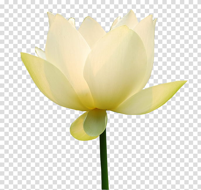 White Lily Flower, Sacred Lotus, Blue, Yellow, Pink, Green, Cyan, Plants transparent background PNG clipart