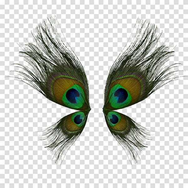 Plumas de Pavo Real transparent background PNG clipart