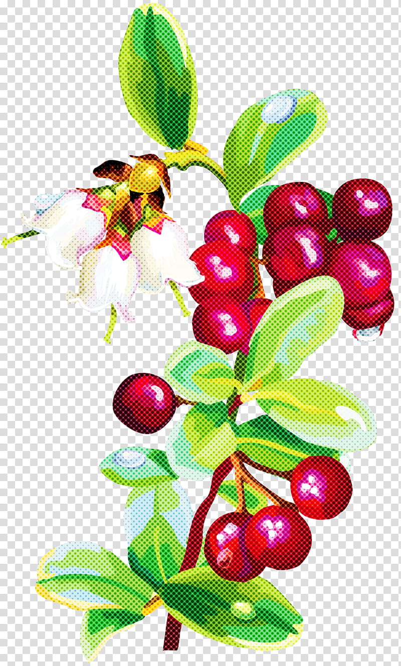 flower plant berry lingonberry flowering plant, Fruit, Leaf, Arctostaphylos Uvaursi, Tree, Cranberry transparent background PNG clipart