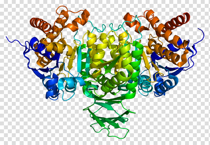 Idh2 Text, Idh1, Isocitrate Dehydrogenase, Gene, Acute Myeloid Leukemia, Enzyme, Protein, Cell transparent background PNG clipart