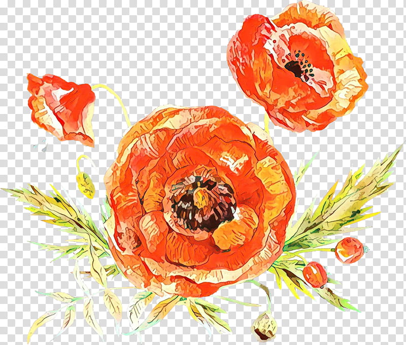 Orange, Flower, Oriental Poppy, Persian Buttercup, Plant, Corn Poppy, Poppy Family, Coquelicot transparent background PNG clipart