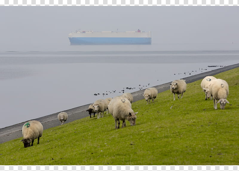 Travel Nature, Sheep, grapher, Ecoregion, Polder, Coast, Grassland, Project transparent background PNG clipart