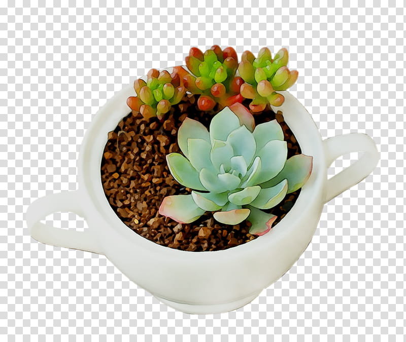 Cactus, Houseplant, Flowerpot, Echeveria, Tableware, Stonecrop Family, Succulent Plant, Drinkware transparent background PNG clipart
