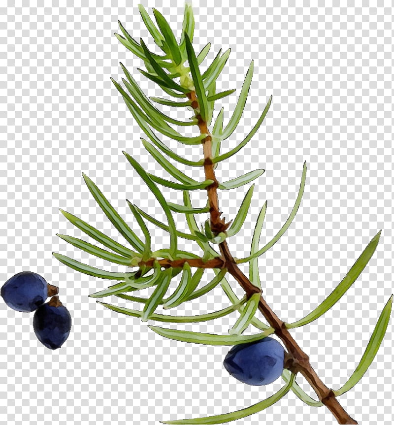 plant tree jack pine american larch prostrate juniper, Watercolor, Paint, Wet Ink, Red Juniper, Juniper Berry, Shortstraw Pine, Woody Plant transparent background PNG clipart