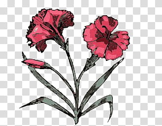 , red-petaled flower artwork transparent background PNG clipart