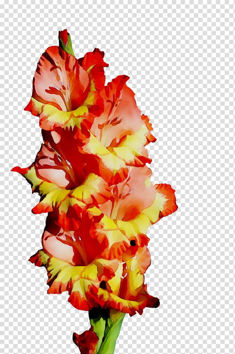 Summer Background Flowers, Gladiolus, Cut Flowers, Floral Design, Plant Stem, Plants, Summer
, Lm transparent background PNG clipart