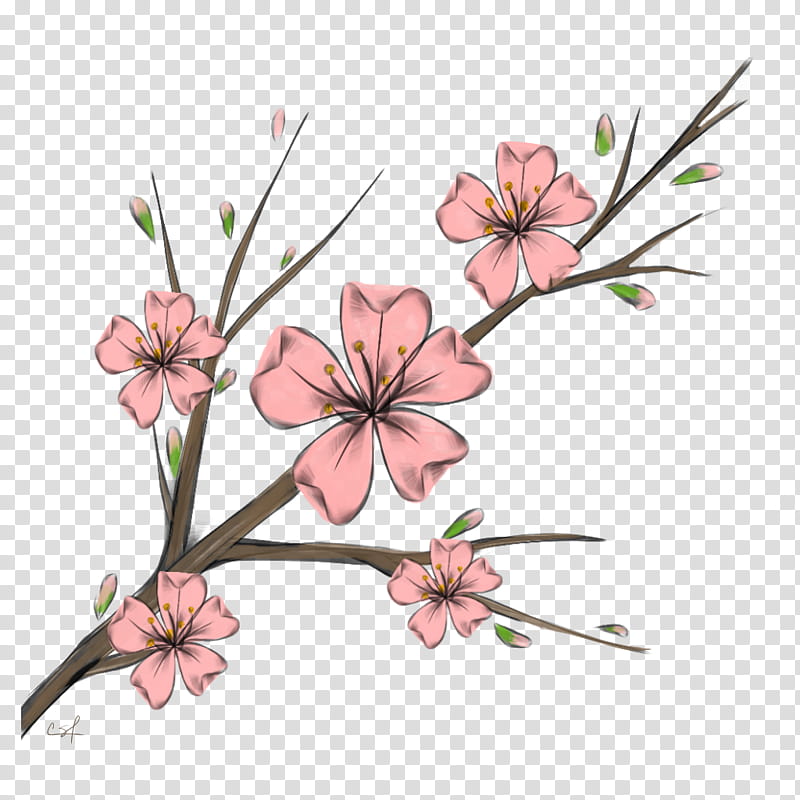 Cherry Blossom, Cherries, Bts, Floral Design, Flower, Kpop, Graham Brown Cherry Blossom , Wanna One transparent background PNG clipart