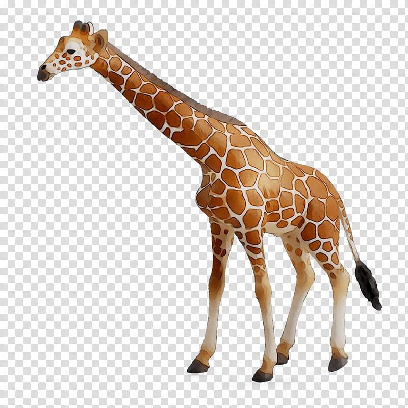 Great White Shark, Collecta, Toy, Reticulated Giraffe, Jungle Animal, Collecta Toy, Crazytalk, Bruder transparent background PNG clipart