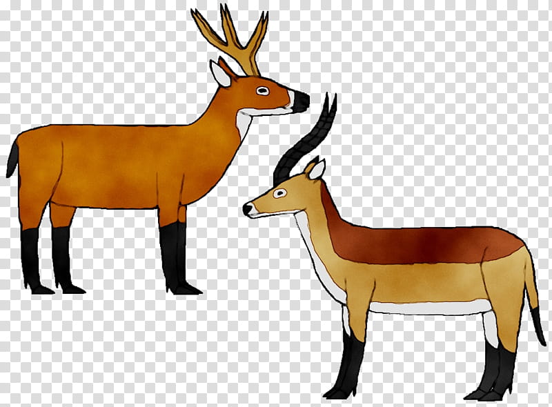 Animal, Antelope, Moose, Deer, Mustang, Horn, Leopard, Wild Horse transparent background PNG clipart