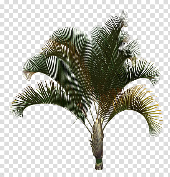 Palm Oil Tree, Asian Palmyra Palm, Babassu, Coconut, Date Palm, Palm Trees, Babassu Oil, Peach Palm transparent background PNG clipart