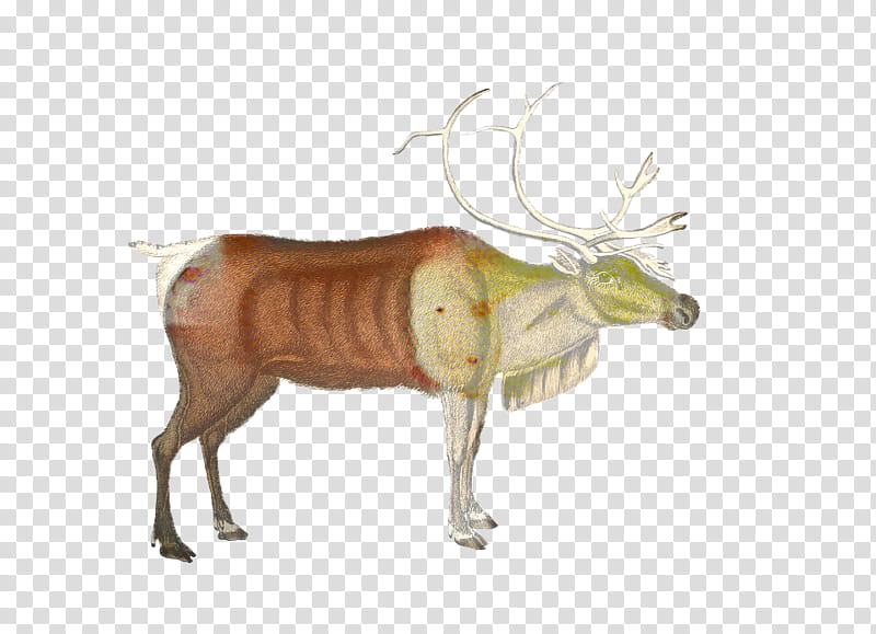 Animal, Reindeer, Cattle, Elk, Antler, Antelope, Wildlife, Horn transparent background PNG clipart