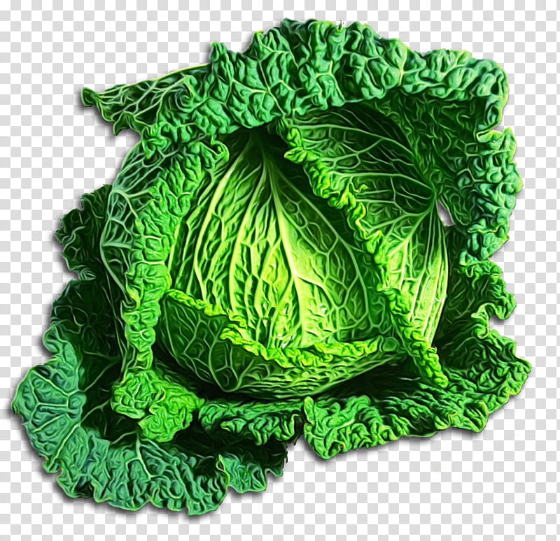 Green Leaf, Cabbage, Curly Kale, Cabbage Roll, Vegetable, Savoy Cabbage, Greens, Food transparent background PNG clipart