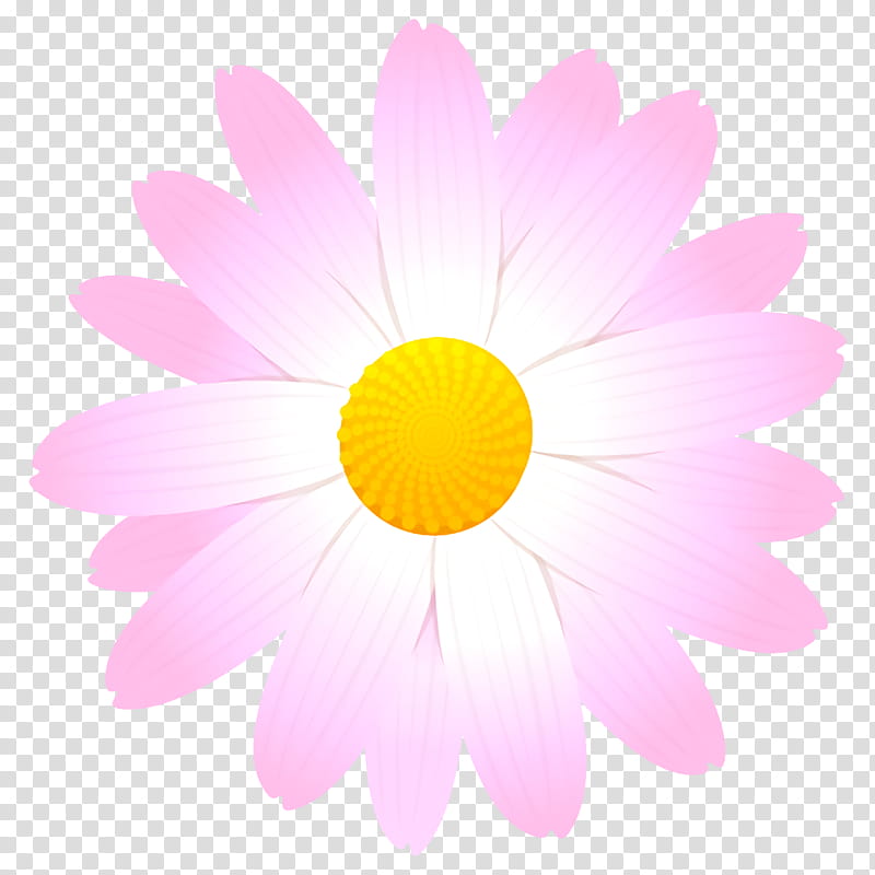 Daisy, Pink, Petal, Flower, Chamomile, Yellow, Gerbera, Camomile transparent background PNG clipart