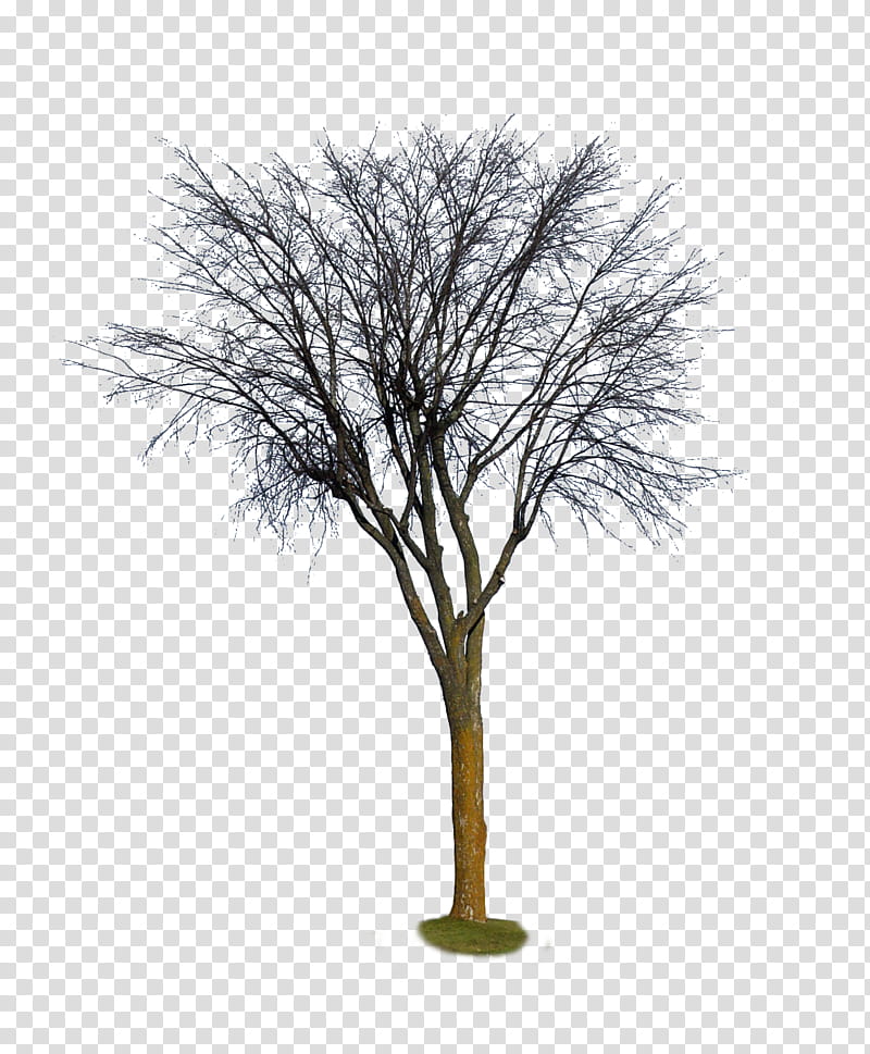 Tree  , without leaf tree transparent background PNG clipart