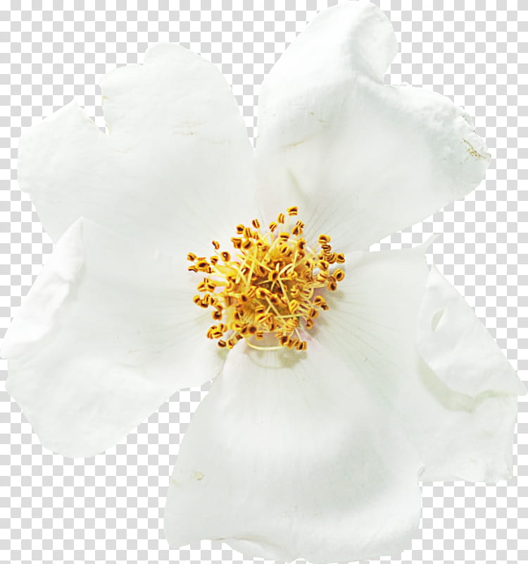 Flowers, Cut Flowers, Petal, White, Plant, Rosa Rubiginosa, Rose Family, Rosa Canina transparent background PNG clipart