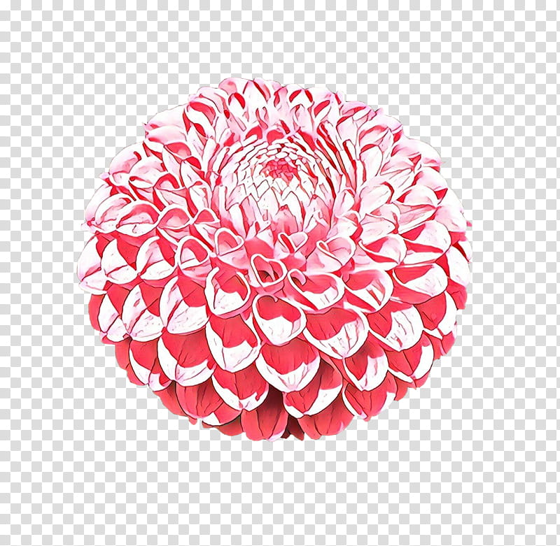Pink Flower, Cartoon, Dahlia, Drawing, Pink Flowers, Cut Flowers, Reprodukce, Plants transparent background PNG clipart