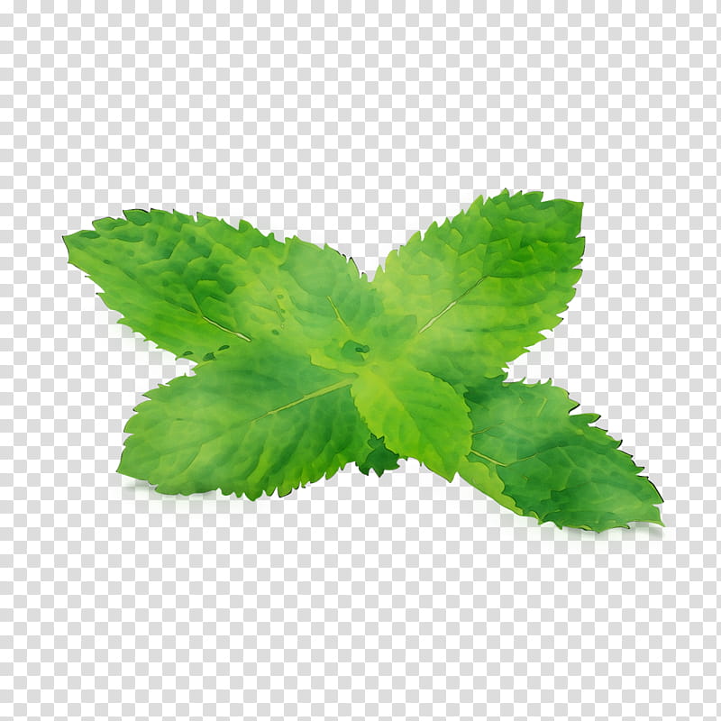 Green Leaf, Herbalism, Plant, Mint, Peppermint, Flower, Lemon Balm, Spearmint transparent background PNG clipart