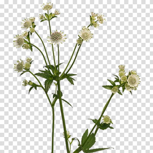 Cow, Masterworts, Cow Parsley, Showroom Darissimo, Plants, Caraway, Pignut, Roman Chamomile transparent background PNG clipart