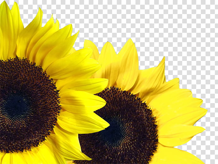Free Download Yellow Sunflower Transparent Background Png