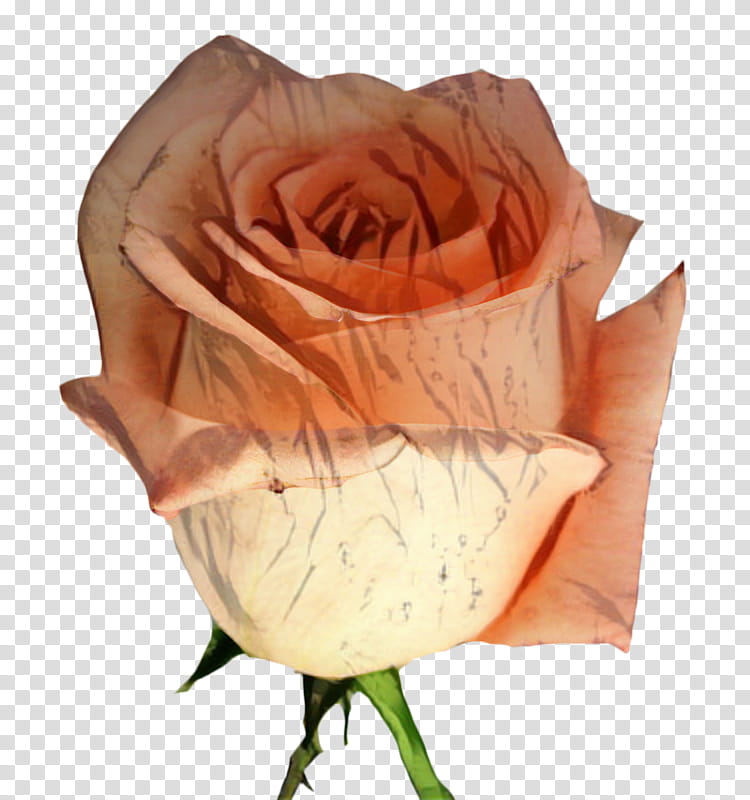 Pink Flower, Garden Roses, Cut Flowers, Petal, Orange, Rose Family, Hybrid Tea Rose, Peach transparent background PNG clipart