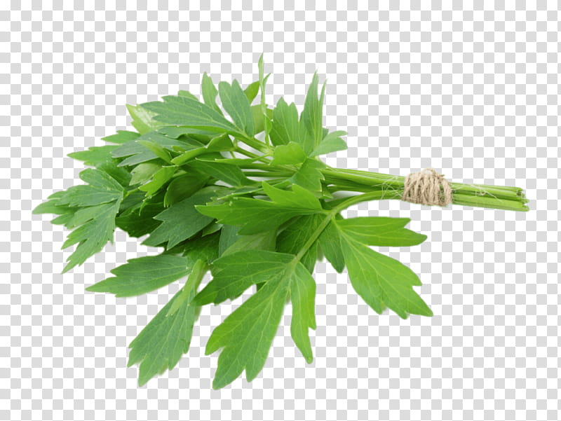 Plant Leaf, Lovage, Herb, Celery, Parsley, Vegetable, Food, Chives transparent background PNG clipart