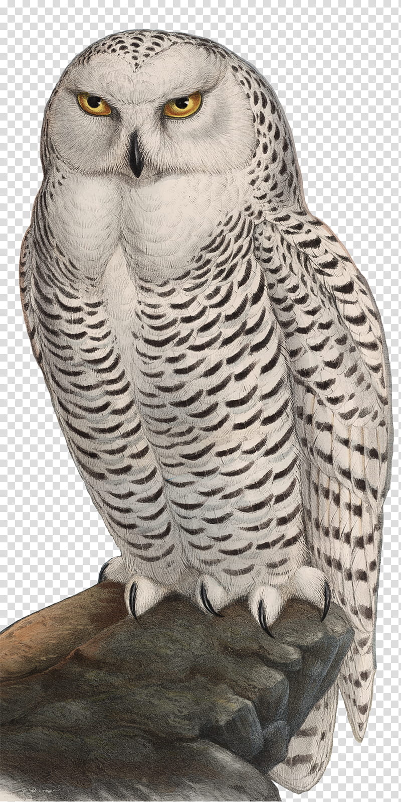 Owl, Bird, Tawny Owl, Snowy Owl, Great Grey Owl, Barn Owl, Great Horned Owl, Bird Of Prey transparent background PNG clipart