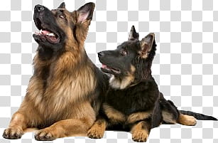 Dog, adult black and brown German shepherd transparent background PNG clipart