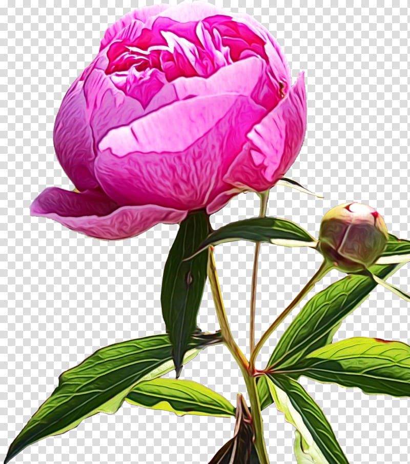 flower flowering plant plant pink petal, Watercolor, Paint, Wet Ink, Common Peony, Wild Peony, Cut Flowers, Chinese Peony transparent background PNG clipart