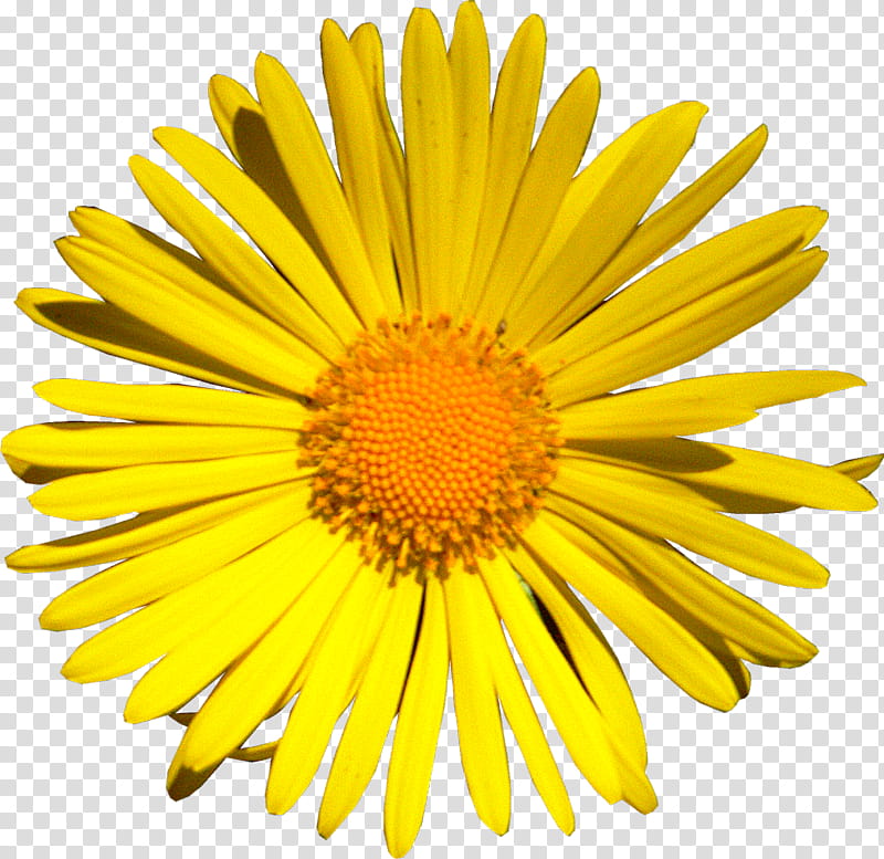 Flowers, Banco De ns, Common Dandelion, graphic Filter, Daisy Family, Yellow, Oxeye Daisy, Petal transparent background PNG clipart