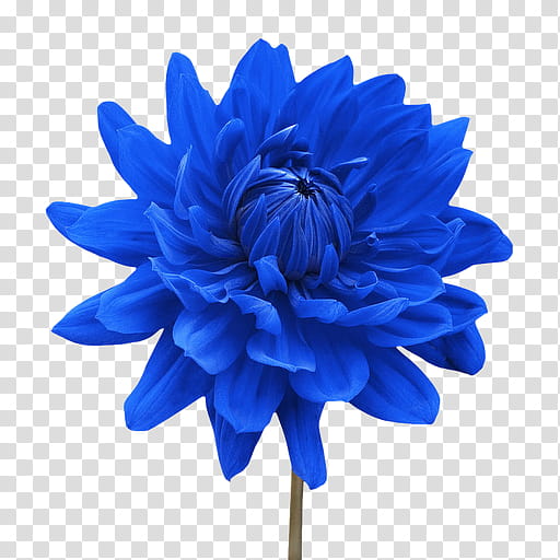 Download Png Flowers Blue | PNG & GIF BASE