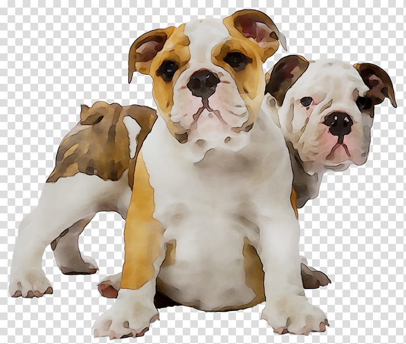 American Bulldog, Old English Bulldog, Olde English Bulldogge, Valley Bulldog, Toy Bulldog, Australian Bulldog, Puppy, French Bulldog transparent background PNG clipart